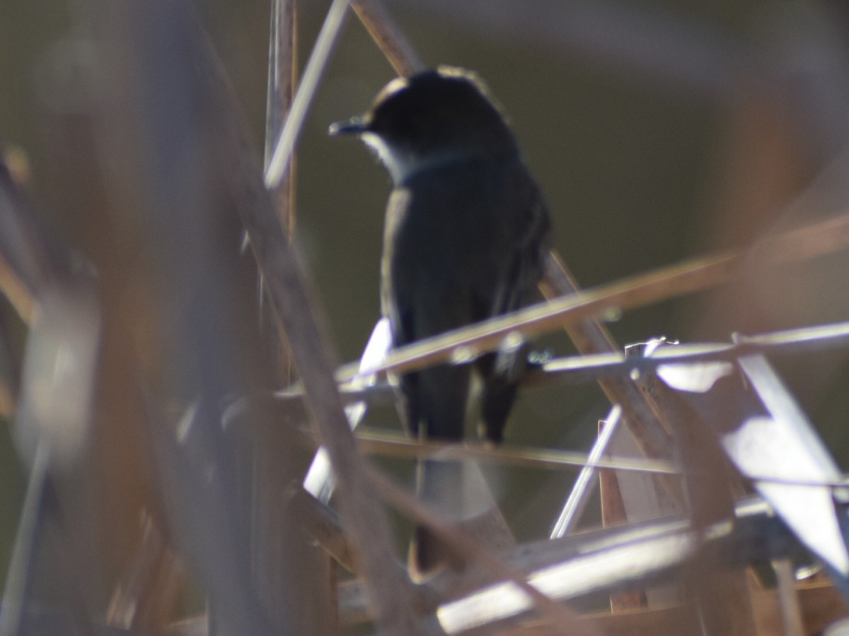 Eastern Phoebe - ML613238887