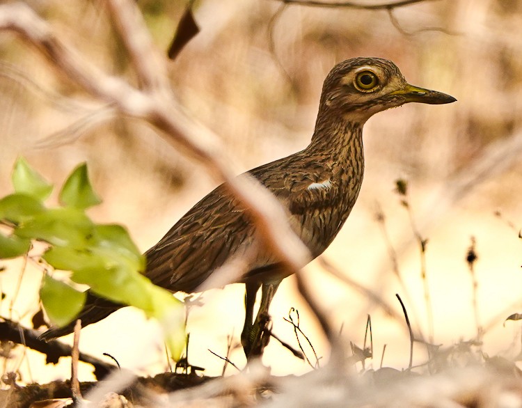 Senegal Thick-knee - ML613238903