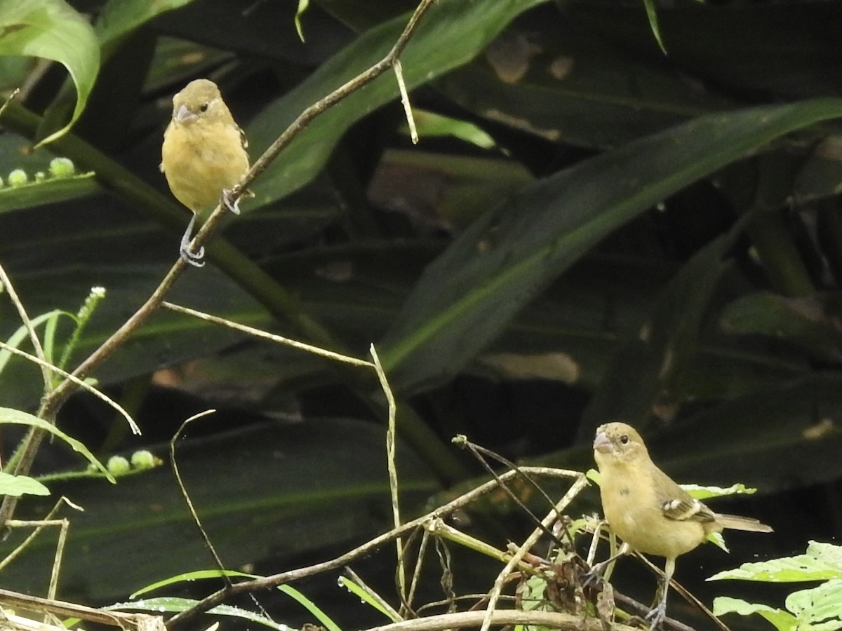 Morelet's Seedeater - ML613238986