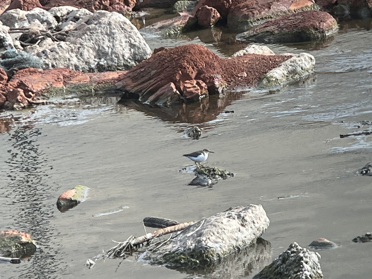 Spotted Sandpiper - ML613239060