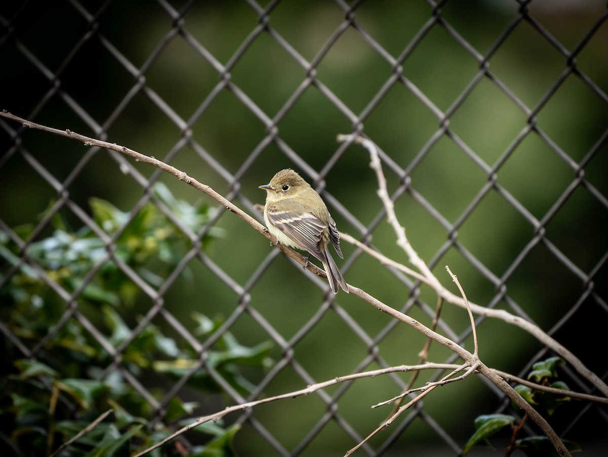Western Flycatcher - ML613239082