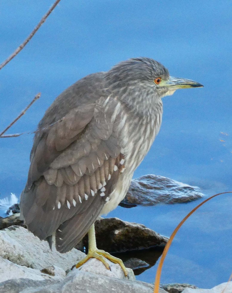 Black-crowned Night Heron - ML613239175