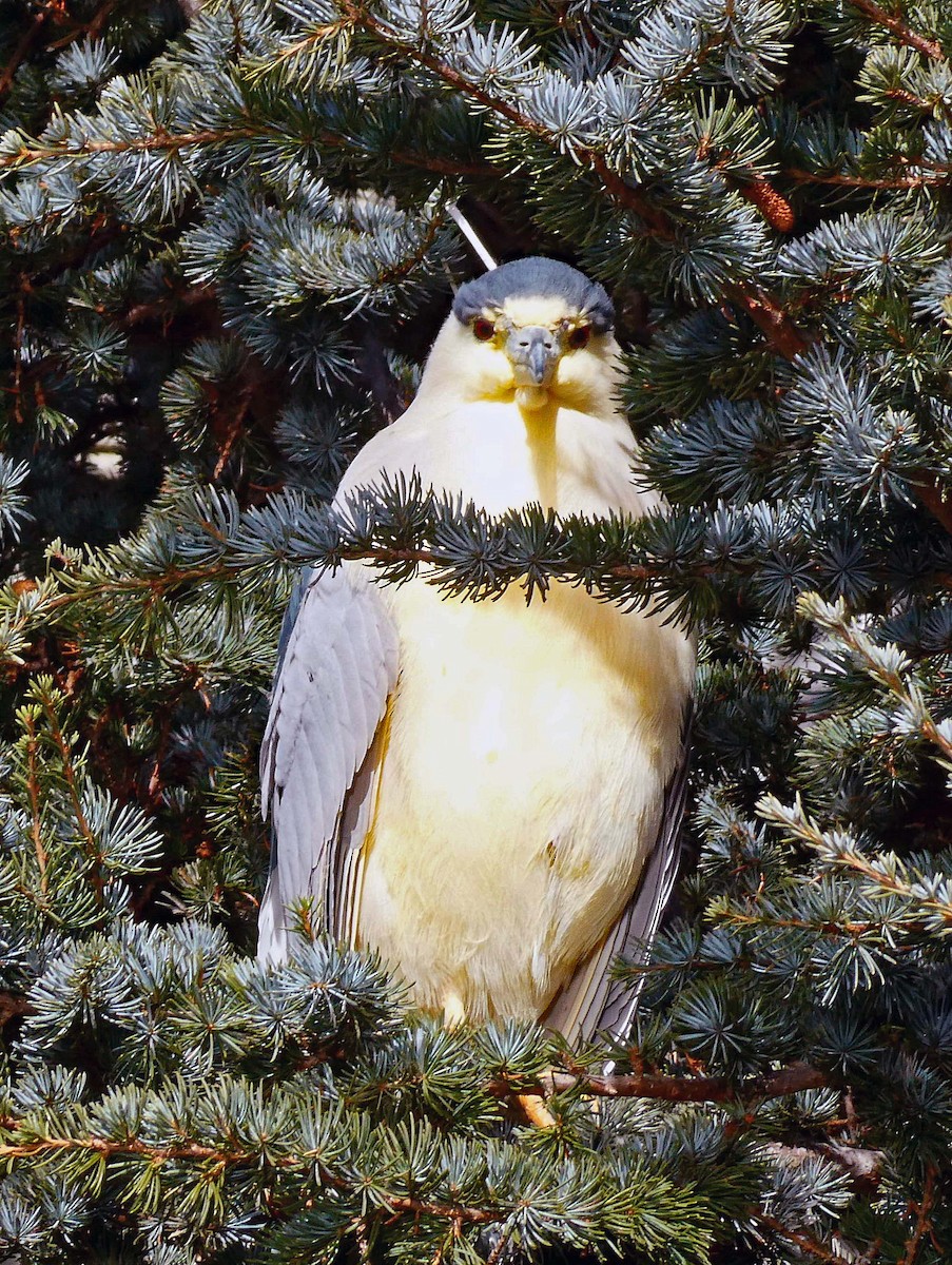 Black-crowned Night Heron - ML613239176