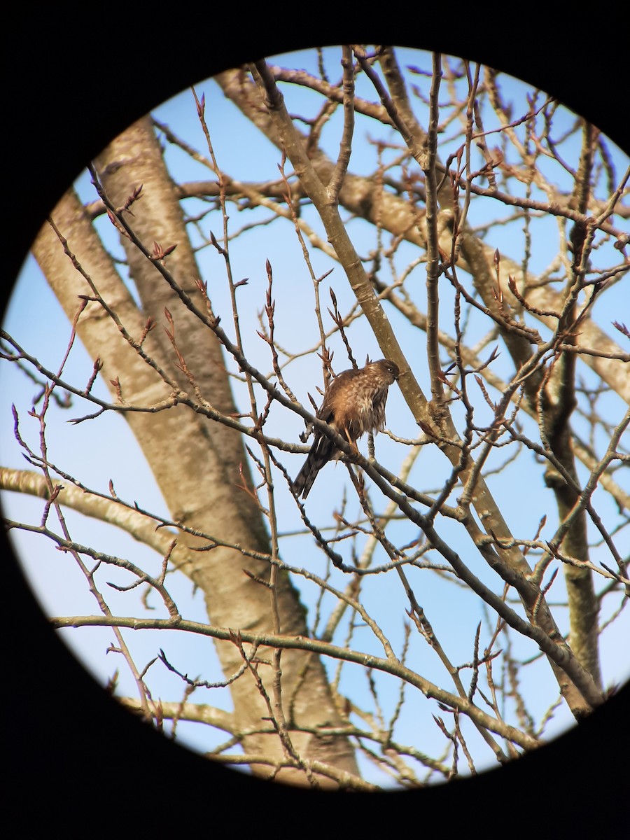 Sharp-shinned Hawk - ML613239196