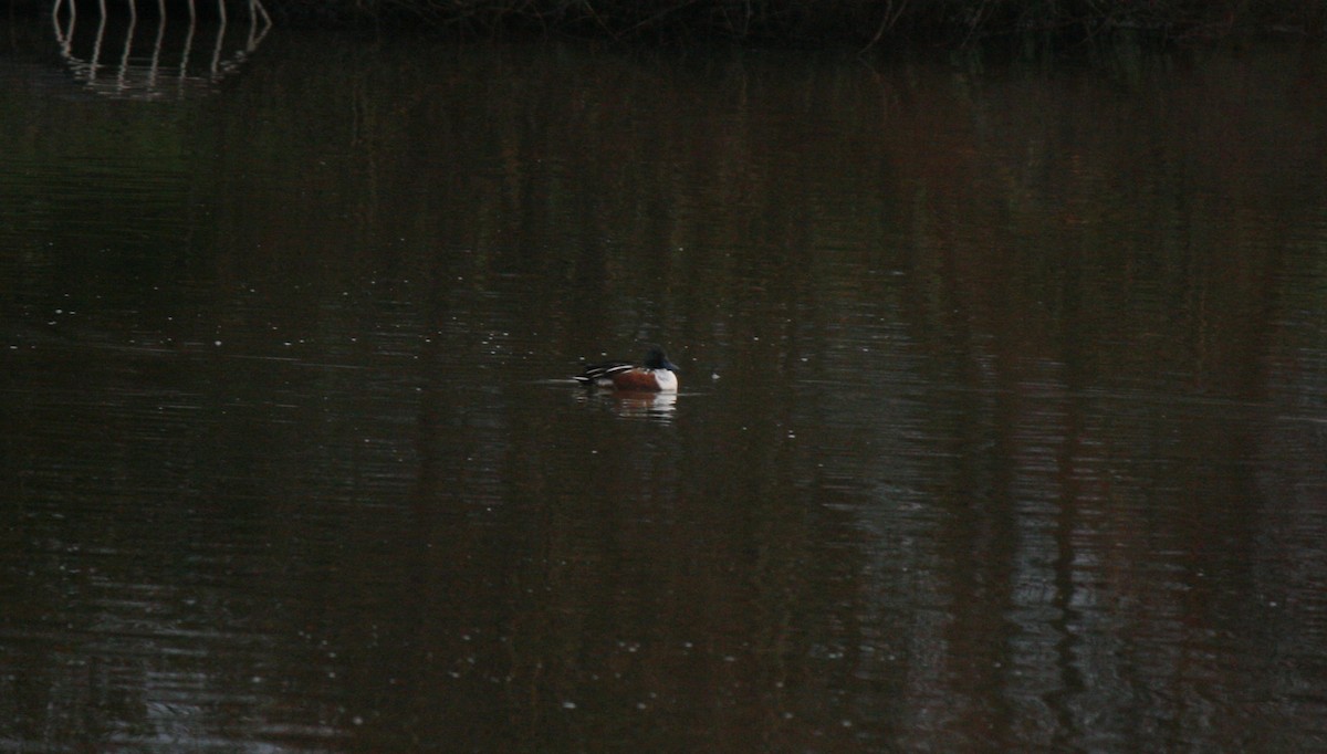 Northern Shoveler - ML613239213