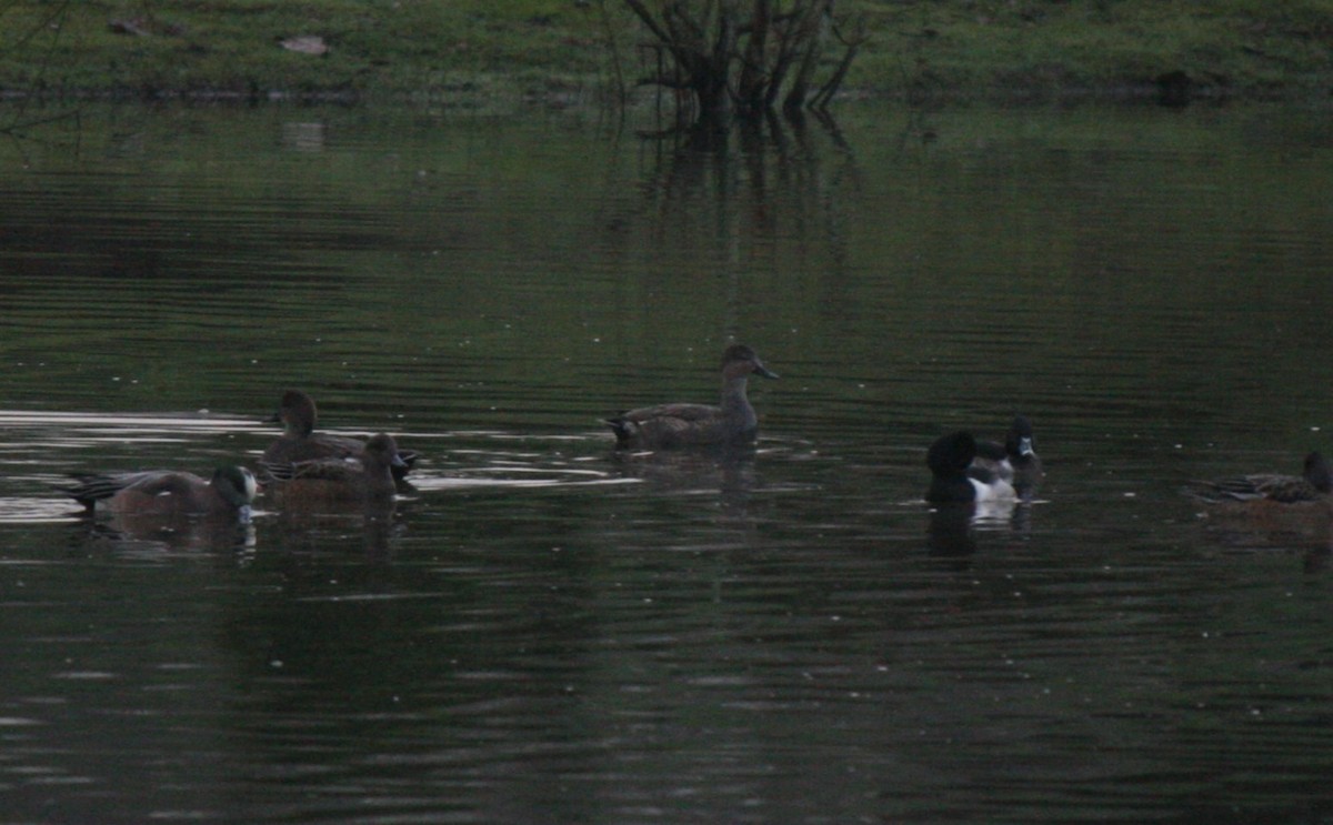 Gadwall - ML613239221