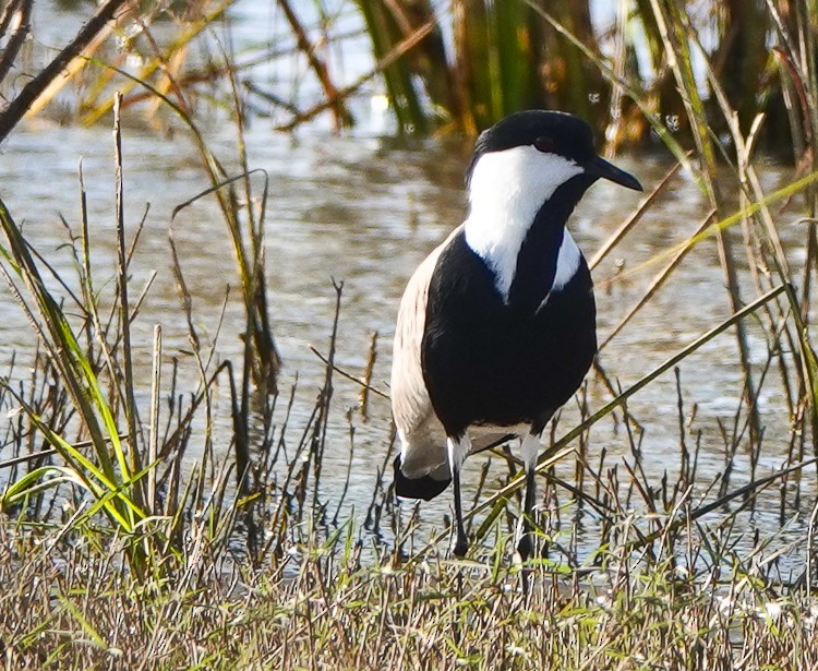 Spur-winged Lapwing - Arden Anderson