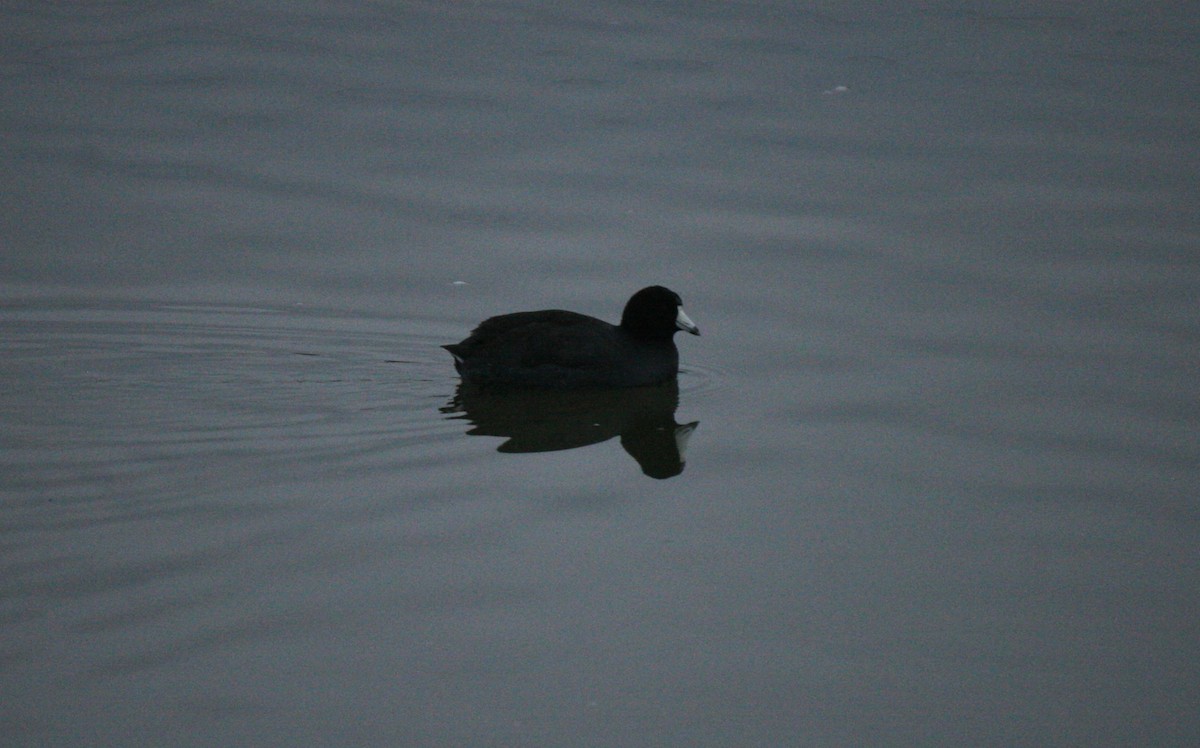 American Coot - Samuel Hain