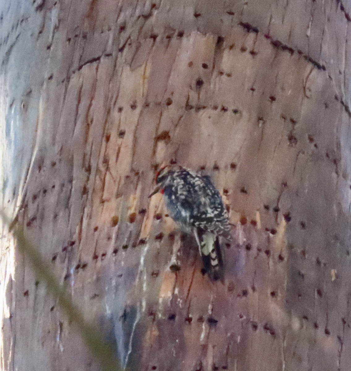 Red-naped Sapsucker - ML613239327