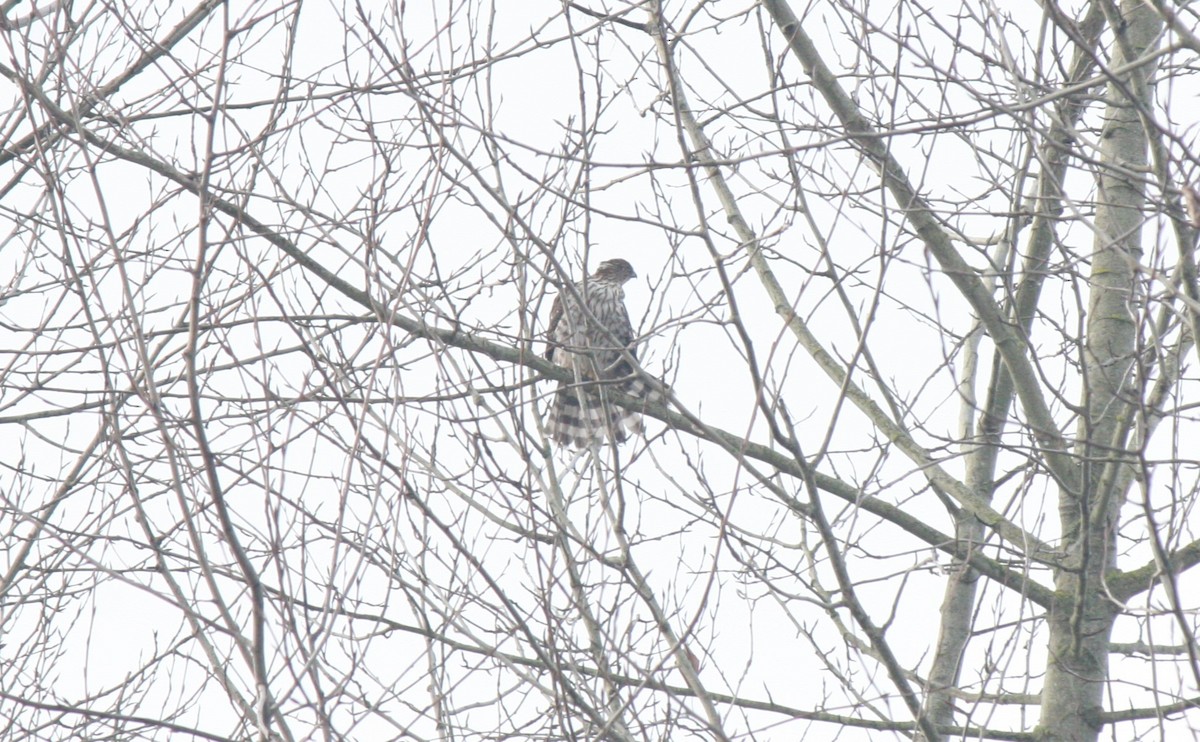Cooper's Hawk - ML613239347