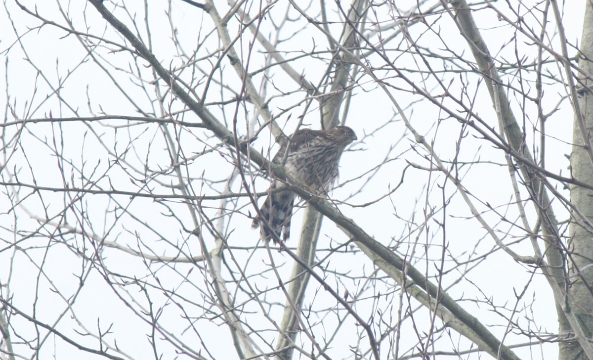 Cooper's Hawk - ML613239348