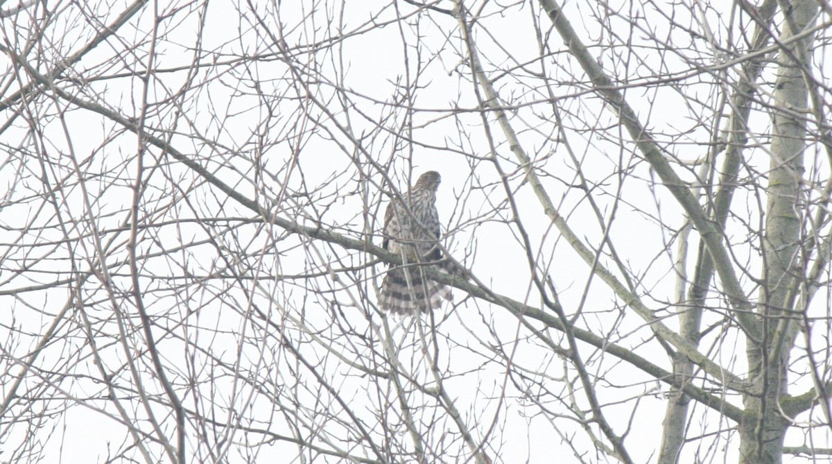 Cooper's Hawk - ML613239349