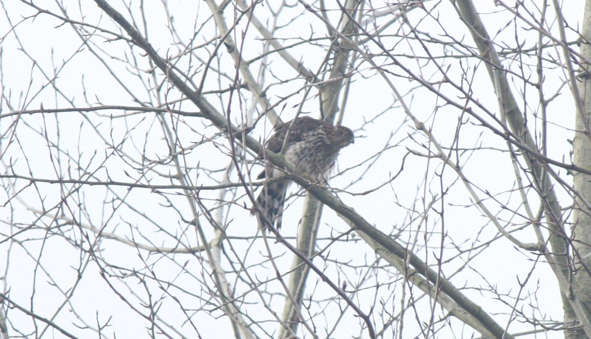Cooper's Hawk - ML613239350
