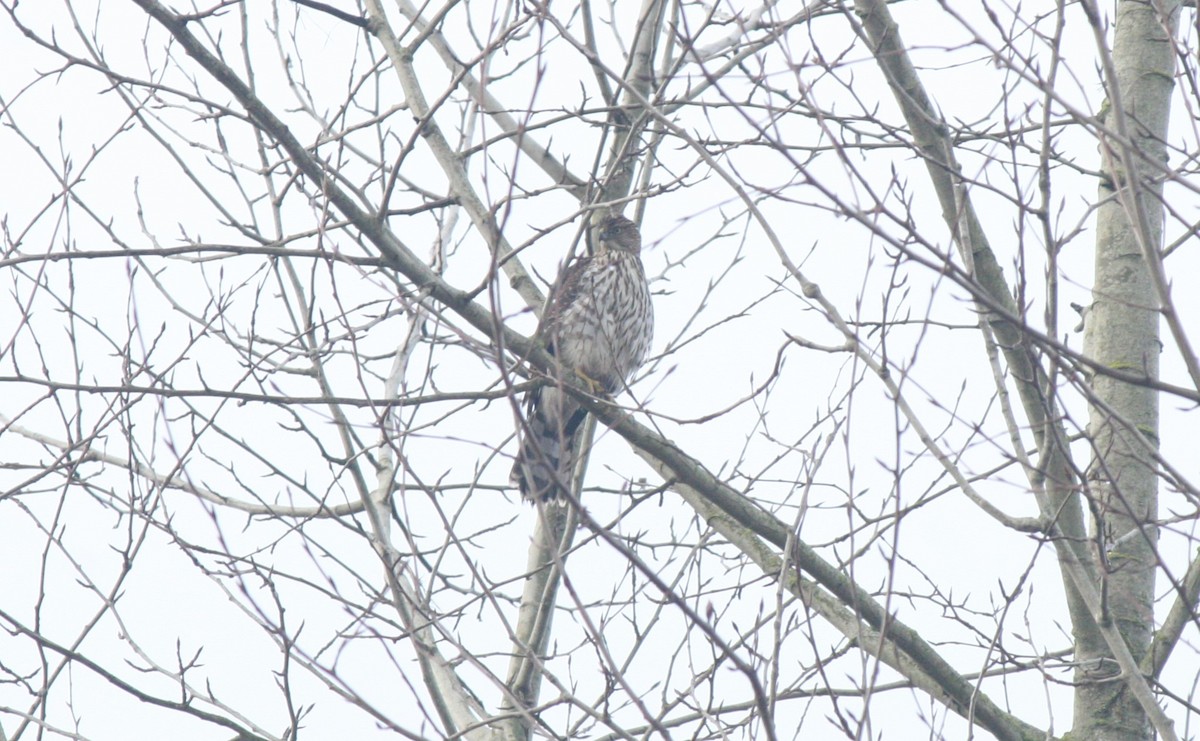 Cooper's Hawk - ML613239351