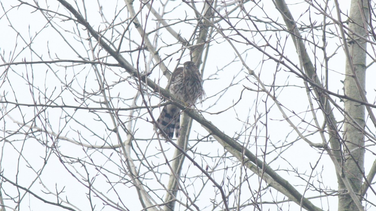Cooper's Hawk - ML613239352