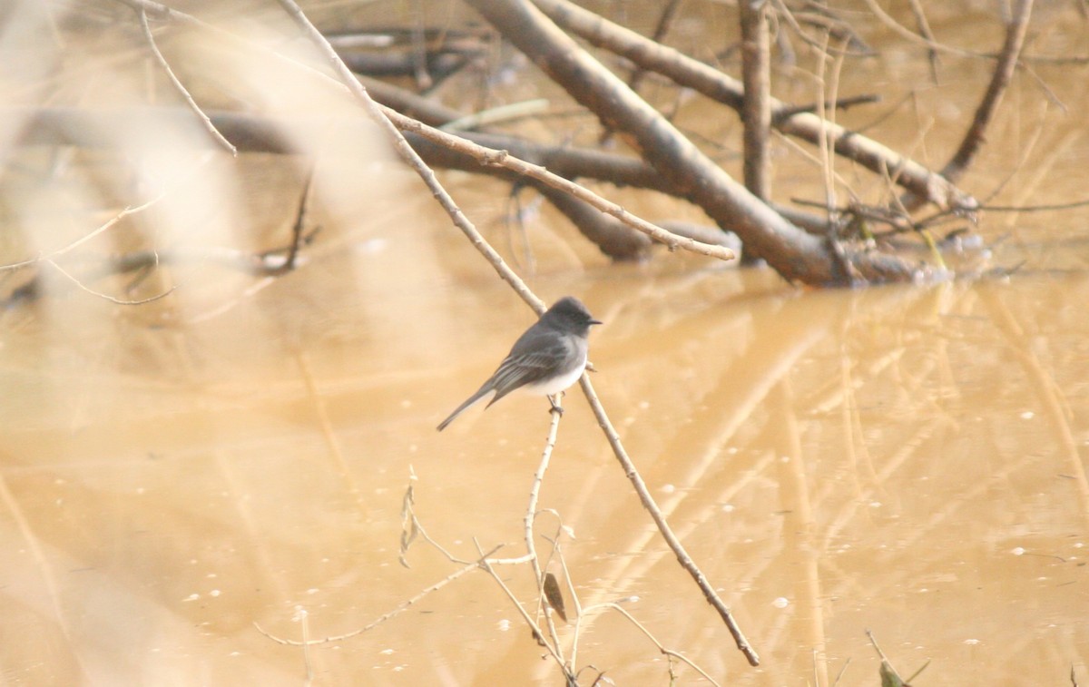 Black Phoebe - ML613239364
