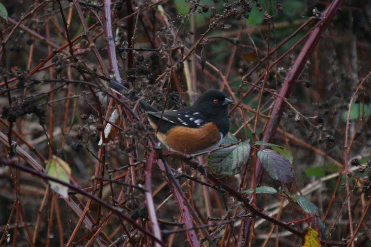 Spotted Towhee - ML613239374