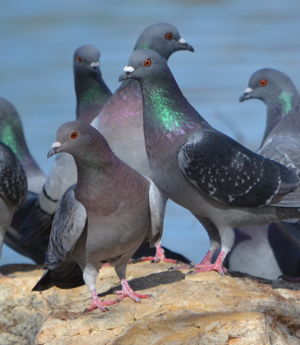 Rock Pigeon (Feral Pigeon) - ML613239381