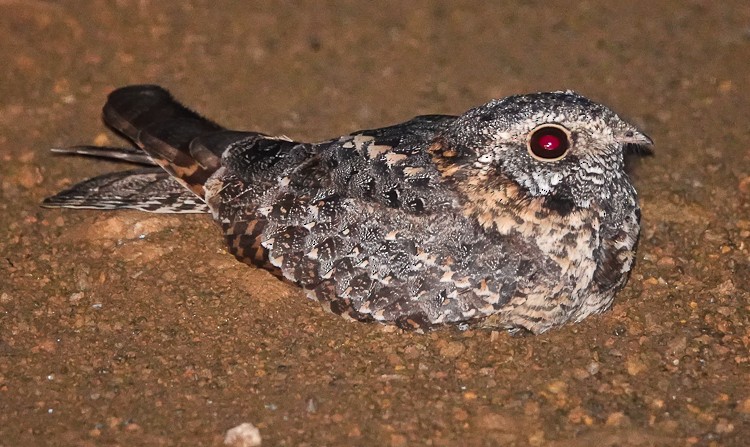 Standard-winged Nightjar - ML613239392