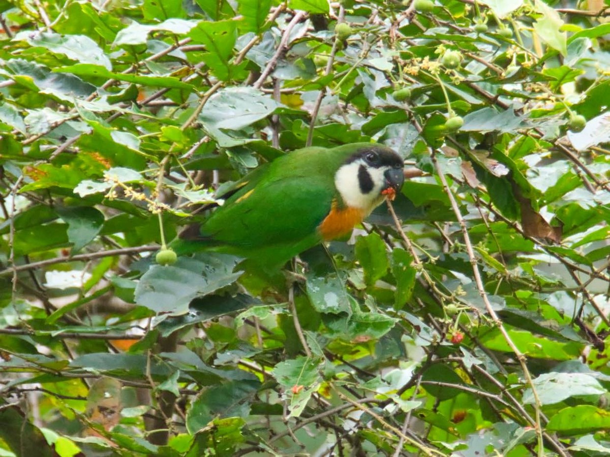 Dusky-cheeked Fig-Parrot - ML613239393