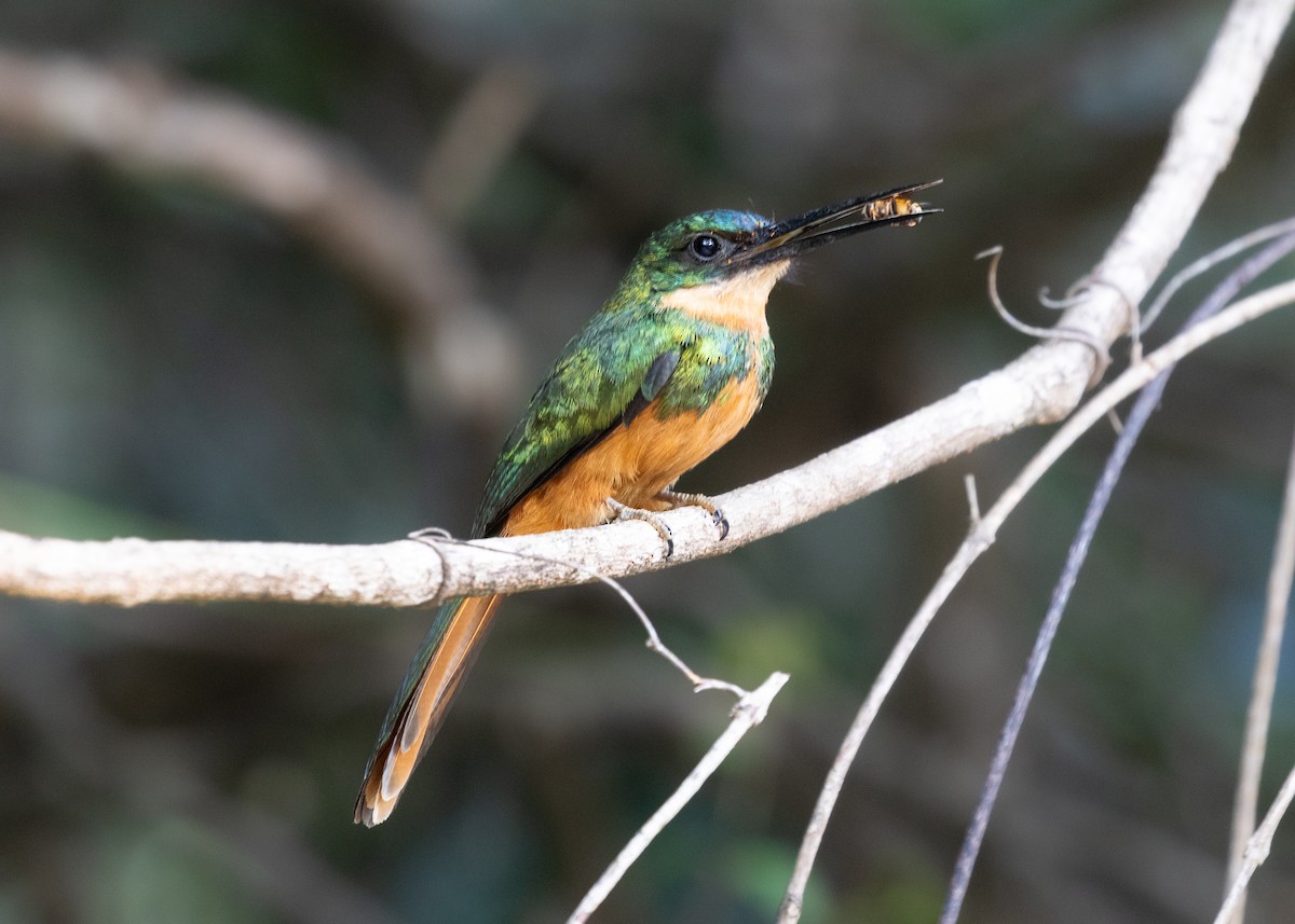 Rufous-tailed Jacamar (Spot-tailed) - ML613239397