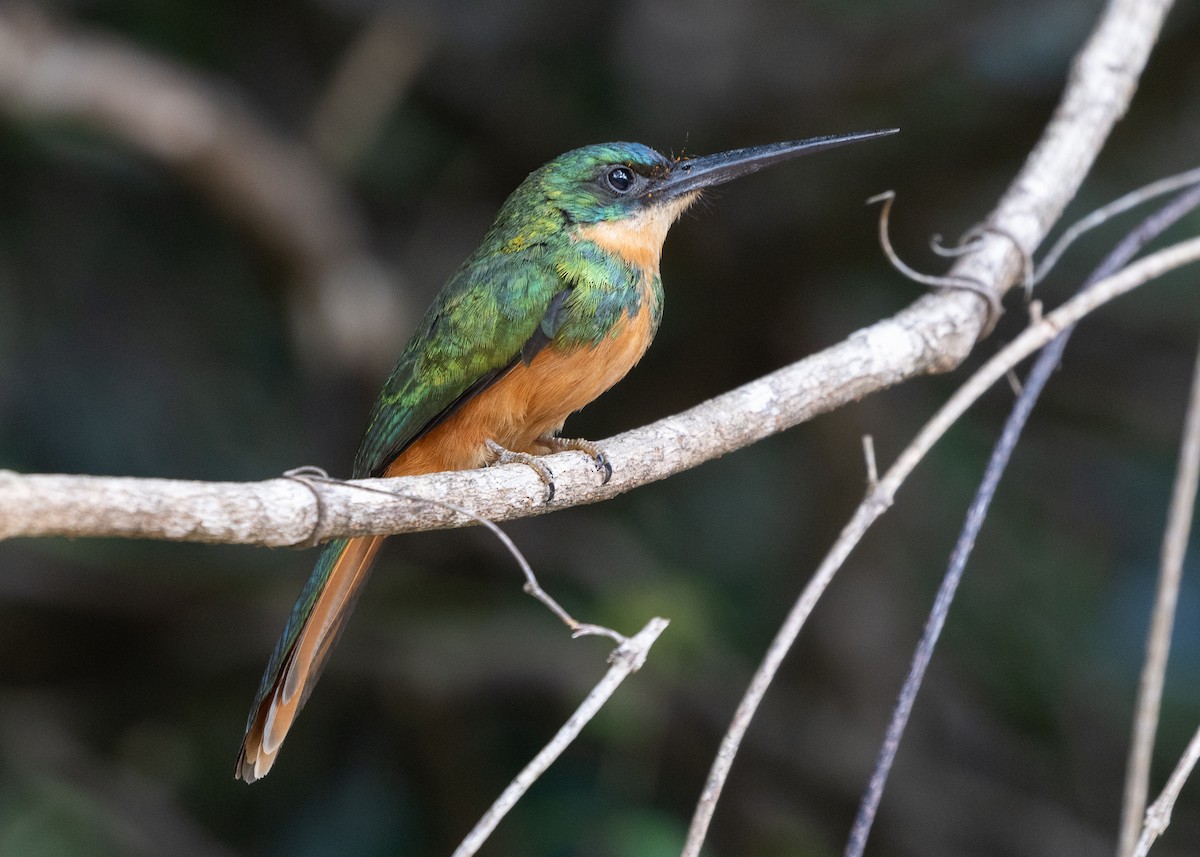 Rufous-tailed Jacamar (Spot-tailed) - Silvia Faustino Linhares