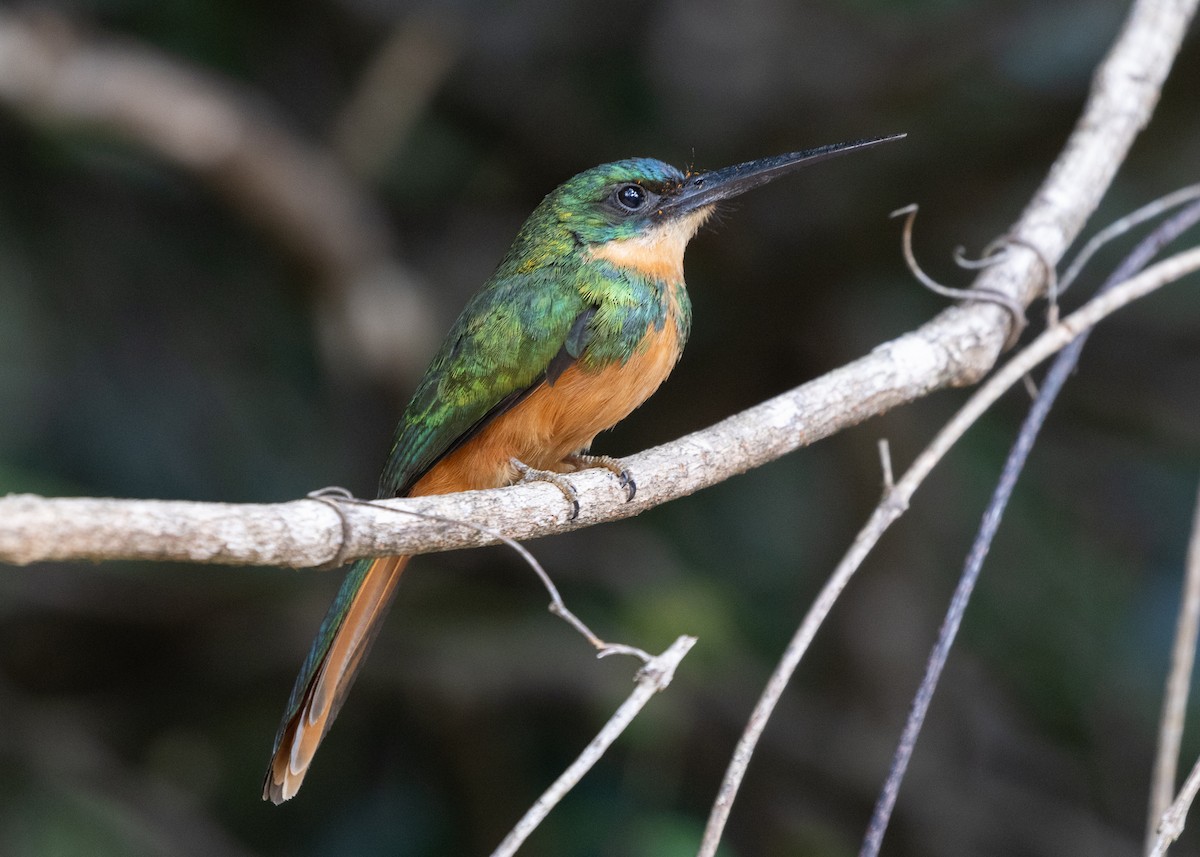 Rufous-tailed Jacamar (Spot-tailed) - ML613239403