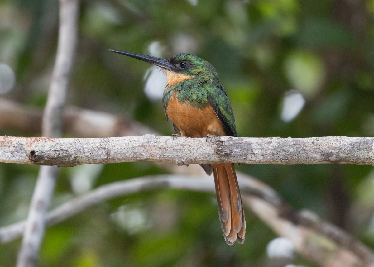 Rufous-tailed Jacamar (Spot-tailed) - ML613239404