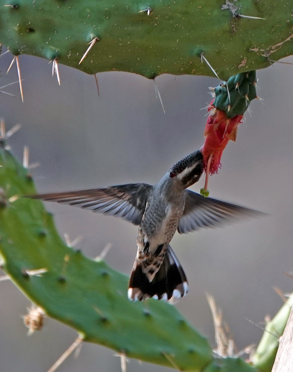 Plain-capped Starthroat - ML613239408