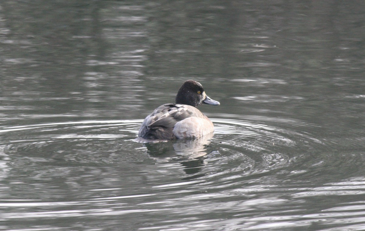 Gadwall - ML613239481