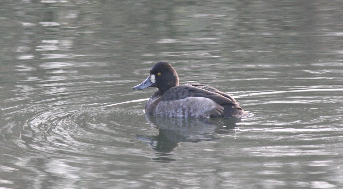 Greater Scaup - ML613239504
