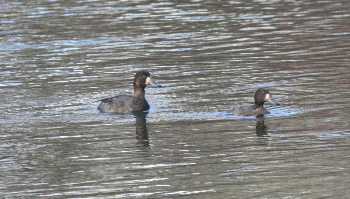 Greater Scaup - ML613239506
