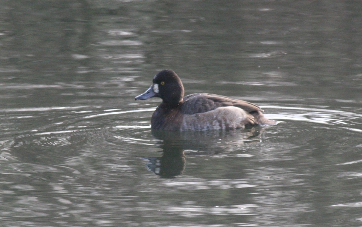 Greater Scaup - ML613239507