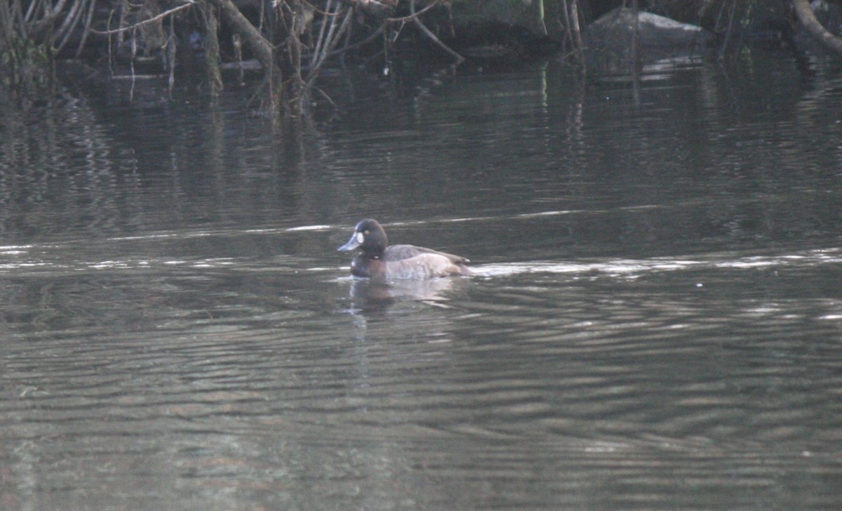 Greater Scaup - ML613239508