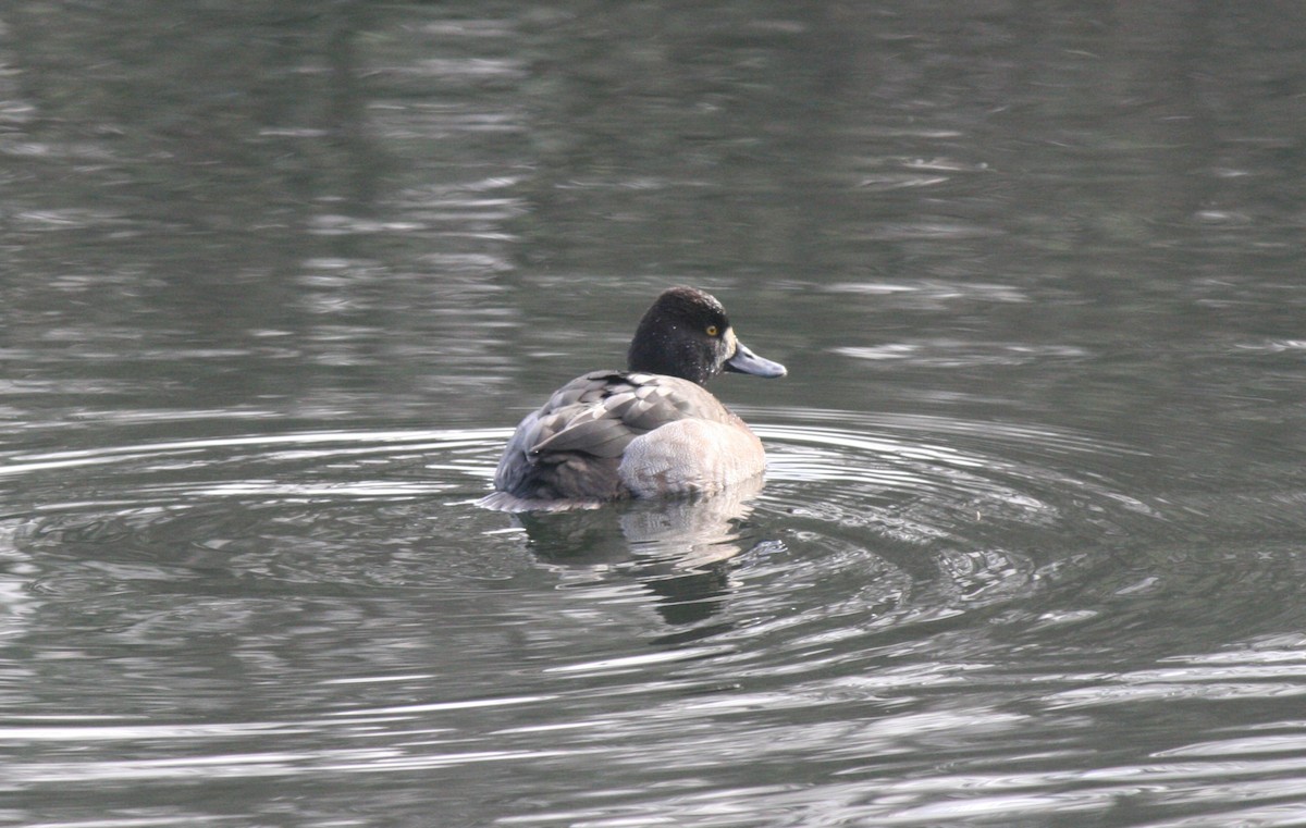 Greater Scaup - ML613239509