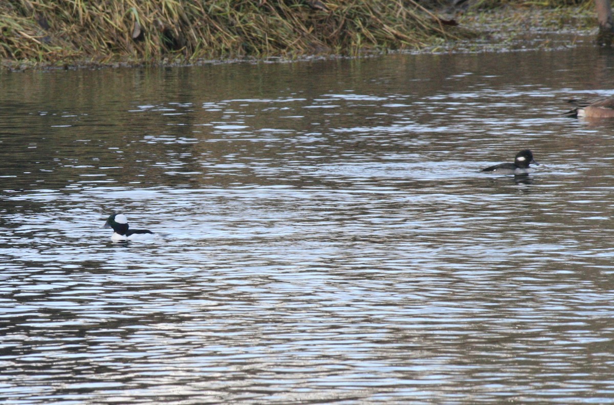 Bufflehead - ML613239512