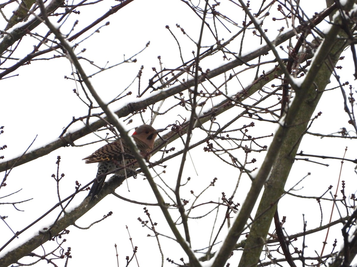 Northern Flicker - ML613239535