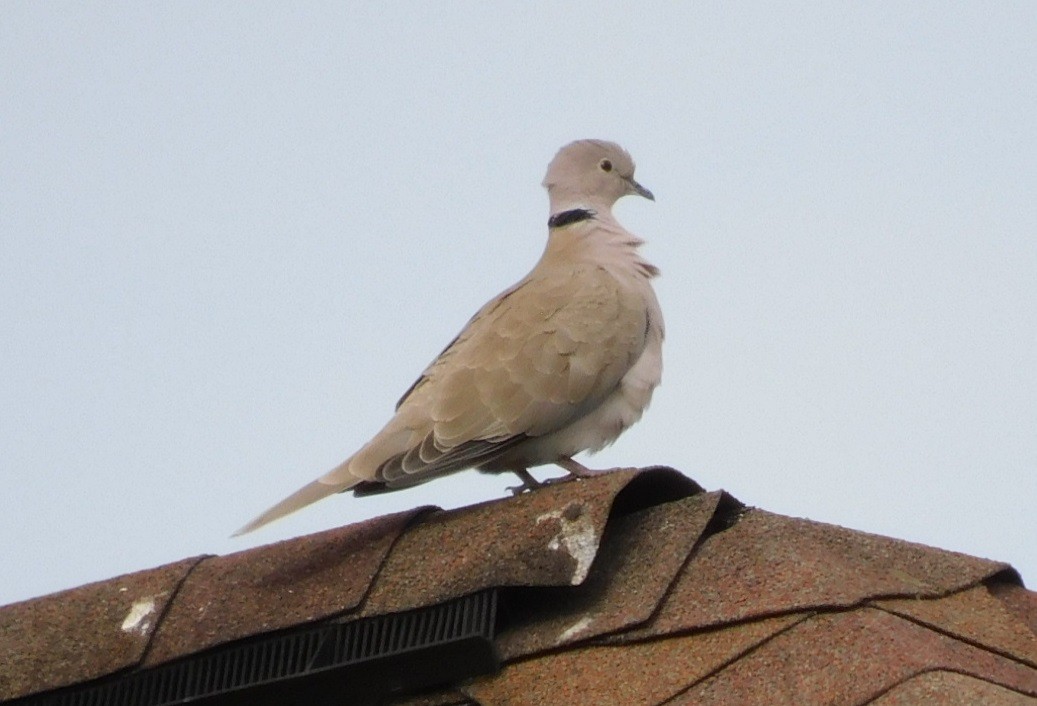 Eurasian Collared-Dove - ML613239585