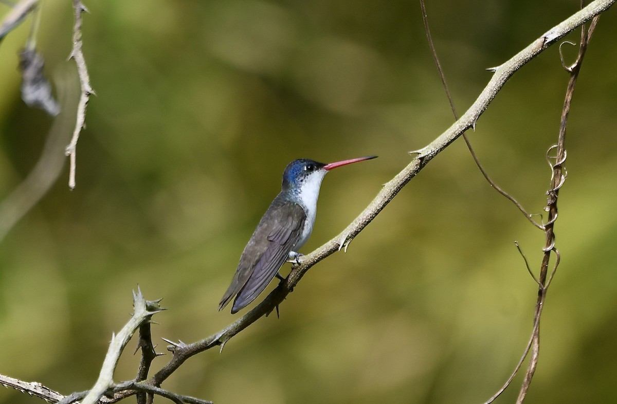 Violet-crowned Hummingbird - ML613239596