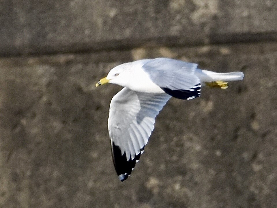 Ring-billed Gull - Jason C. Martin