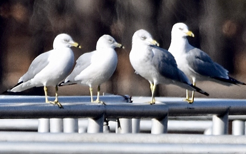 Ring-billed Gull - Jason C. Martin