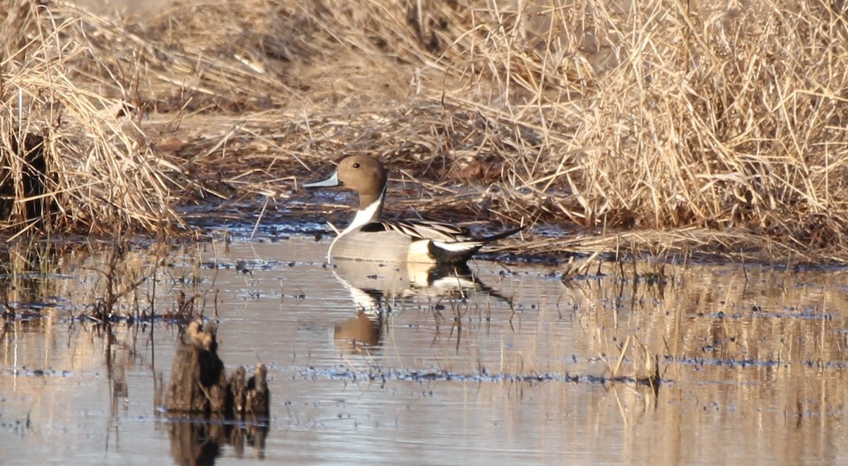 Northern Pintail - ML613239628