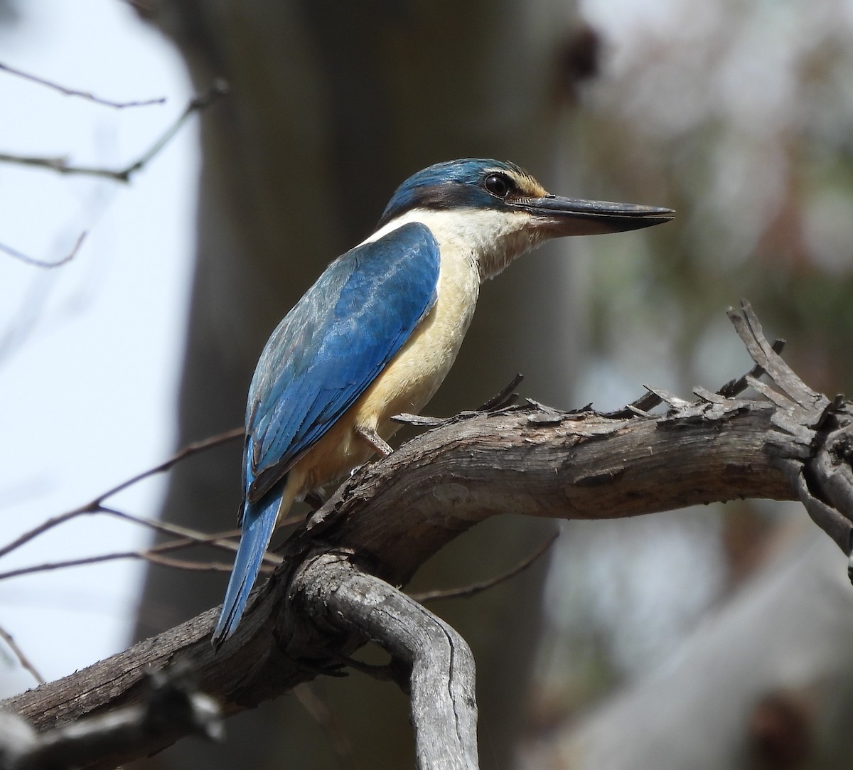 Sacred Kingfisher - ML613239641