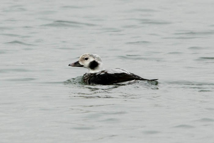 Long-tailed Duck - ML613239643