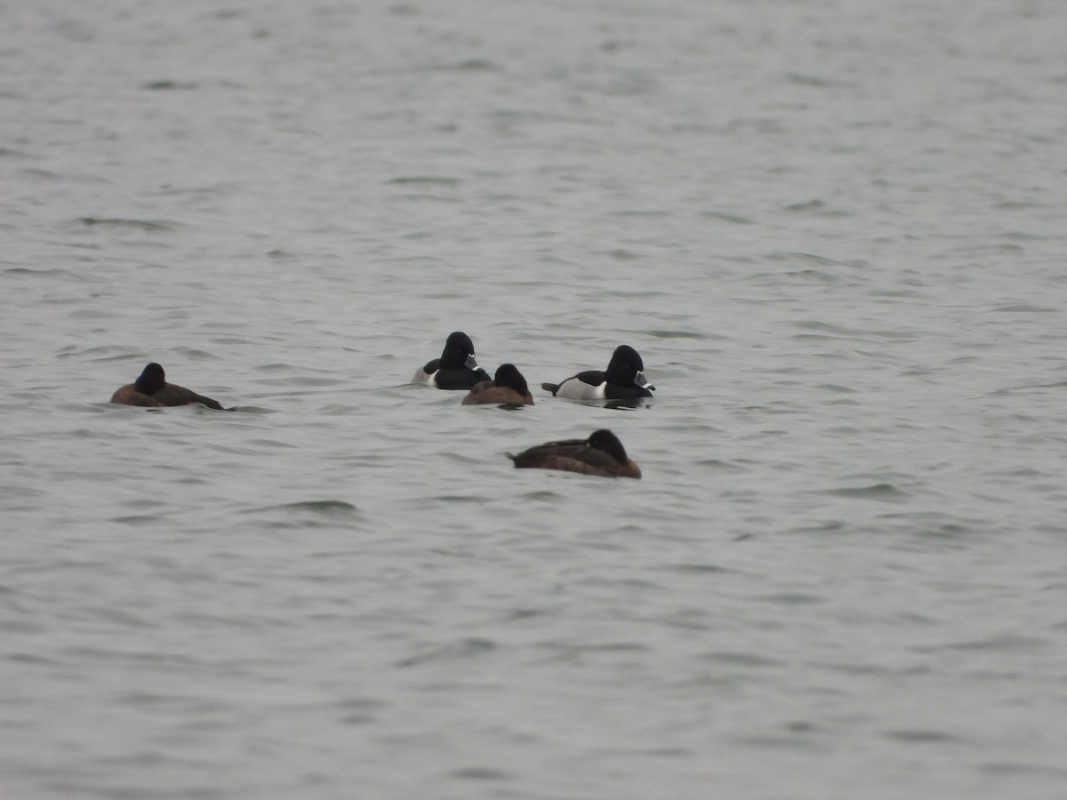 Ring-necked Duck - ML613239644