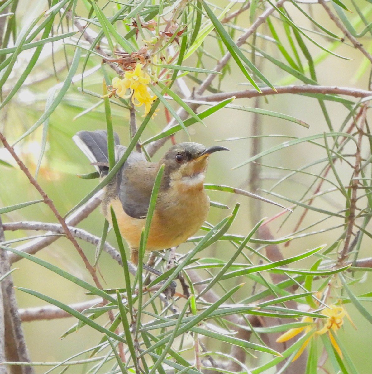 Eastern Spinebill - ML613239648