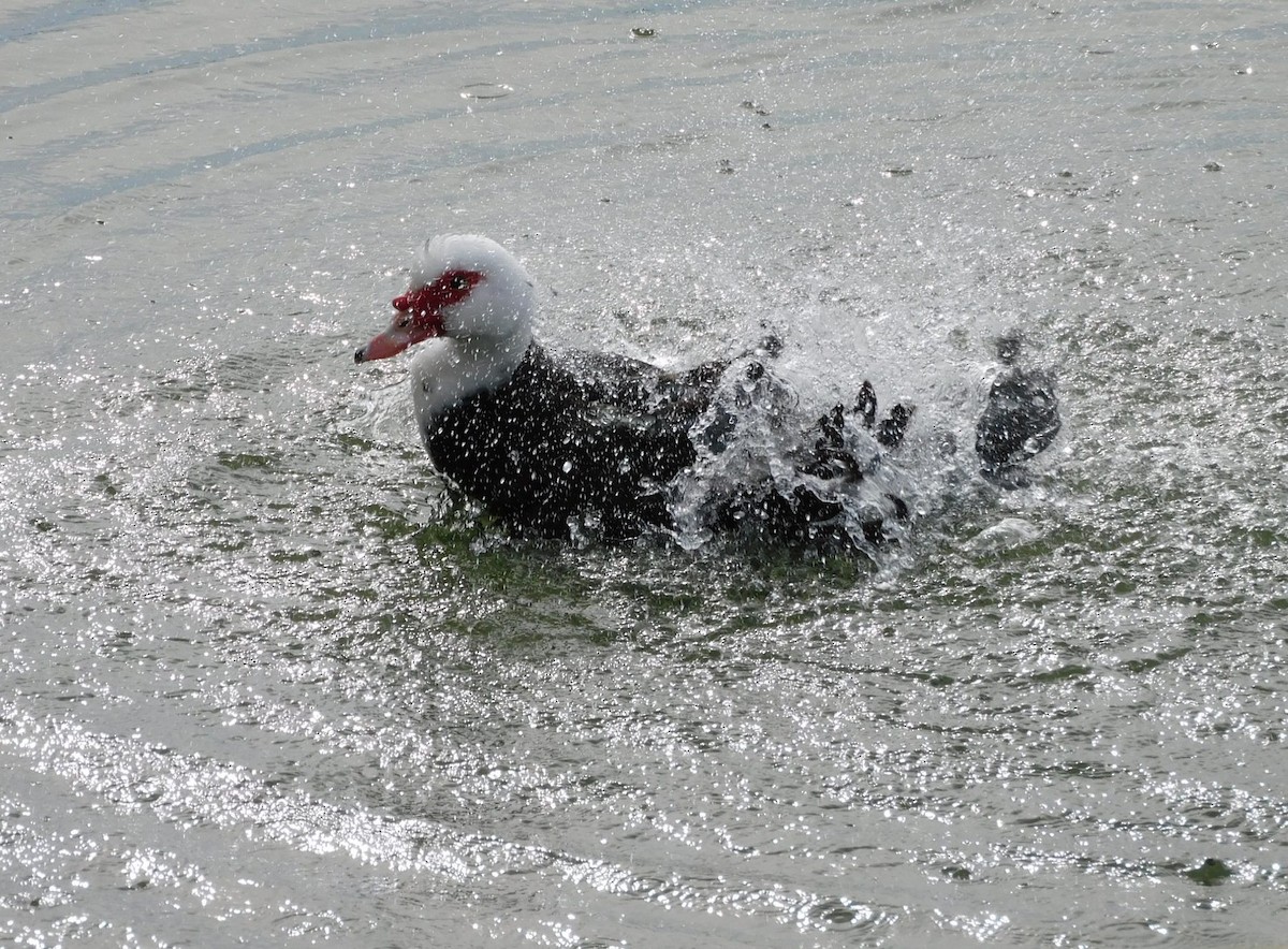 Muscovy Duck (Domestic type) - ML613239653