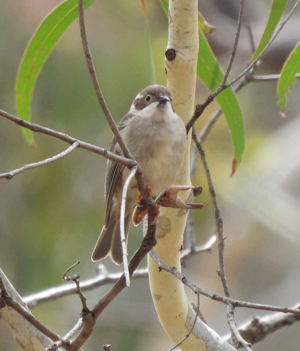 Brown-headed Honeyeater - ML613239669