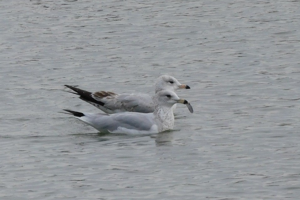 Ring-billed Gull - ML613239670