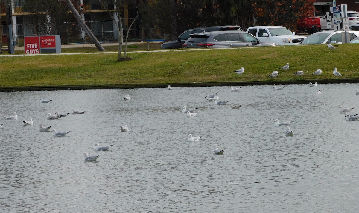 Ring-billed Gull - ML613239671